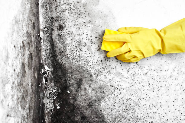 Best Best Mold Removal Companies  in Darlington, WI