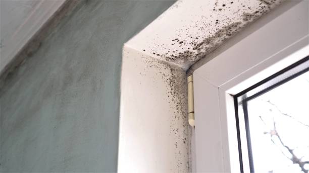 Best Black Mold Removal  in Darlington, WI