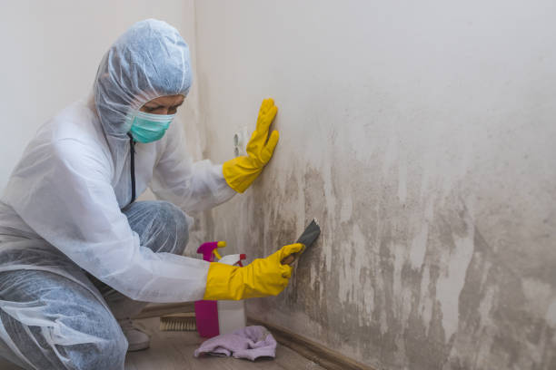 Best Certified Mold Removal  in Darlington, WI