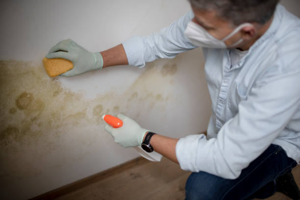 Best Attic Mold Removal  in Darlington, WI