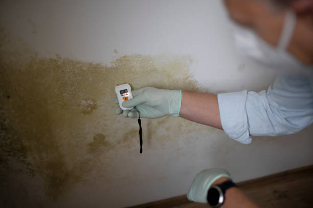 Best Commercial Mold Removal  in Darlington, WI