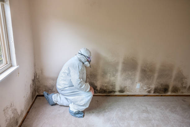 Best Office Mold Removal Services  in Darlington, WI