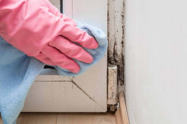 Office Mold Removal Services in Darlington, WI