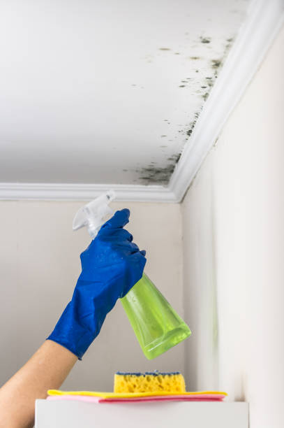 Best Residential Mold Removal  in Darlington, WI