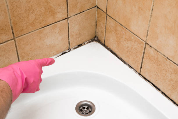 Best Same-Day Mold Removal  in Darlington, WI